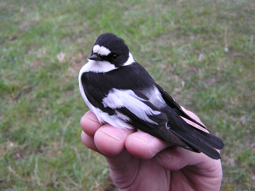 Collared Flycatcher, Sundre 20100511